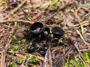  ( - FDS-CA-04240)  @11 [ ] by-nc (2024) Fresno Mycology Society Fungal Diversity Survey