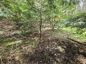  ( - FDS-CA-04240)  @11 [ ] by-nc (2024) Fresno Mycology Society Fungal Diversity Survey