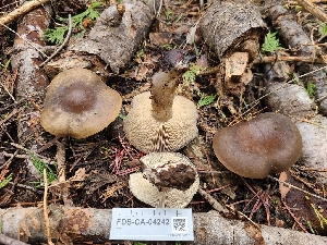  ( - FDS-CA-04242)  @11 [ ] by-nc (2024) Fresno Mycology Society Fungal Diversity Survey