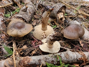  ( - FDS-CA-04242)  @11 [ ] by-nc (2024) Fresno Mycology Society Fungal Diversity Survey