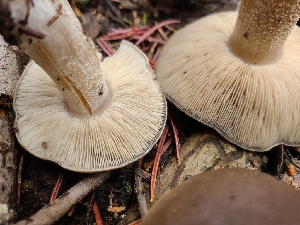  ( - FDS-CA-04242)  @11 [ ] by-nc (2024) Fresno Mycology Society Fungal Diversity Survey