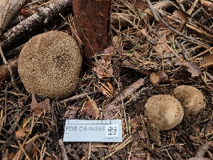  ( - FDS-CA-04243)  @11 [ ] by-nc (2024) Fresno Mycology Society Fungal Diversity Survey