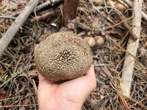  ( - FDS-CA-04243)  @11 [ ] by-nc (2024) Fresno Mycology Society Fungal Diversity Survey