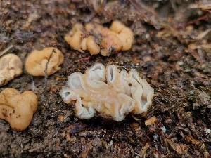  ( - FDS-CA-04230)  @11 [ ] by-nc (2024) Fresno Mycology Society Fungal Diversity Survey