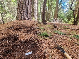  ( - FDS-CA-04230)  @11 [ ] by-nc (2024) Fresno Mycology Society Fungal Diversity Survey