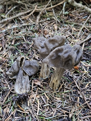  ( - FDS-CA-02247)  @11 [ ] by (2024) Mandy Hackney Fungal Diversity Survey