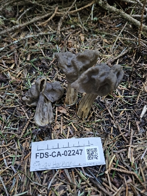  ( - FDS-CA-02247)  @11 [ ] by (2024) Mandy Hackney Fungal Diversity Survey