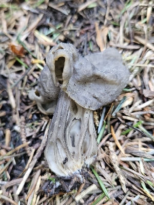  ( - FDS-CA-02247)  @11 [ ] by (2024) Mandy Hackney Fungal Diversity Survey