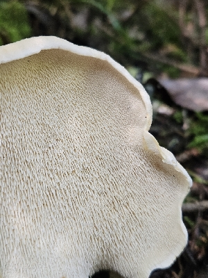  ( - FDS-CA-02224)  @11 [ ] by (2024) Mandy Hackney Fungal Diversity Survey