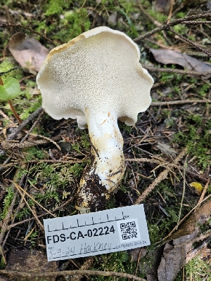  ( - FDS-CA-02224)  @11 [ ] by (2024) Mandy Hackney Fungal Diversity Survey
