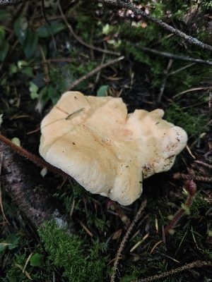  ( - FDS-CA-02224)  @11 [ ] by (2024) Mandy Hackney Fungal Diversity Survey