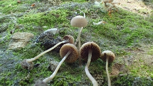  ( - FDS-CA-02578)  @11 [ ] by-nc (2024) Sadie Hickey Fungal Diversity Survey