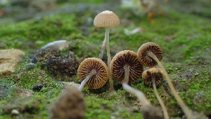  ( - FDS-CA-02578)  @11 [ ] by-nc (2024) Sadie Hickey Fungal Diversity Survey