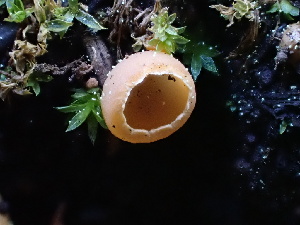  ( - FDS-CA-02342)  @11 [ ] by-nc (2024) Jaren Hockert Fungal Diversity Survey