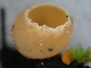  ( - FDS-CA-02342)  @11 [ ] by-nc (2024) Jaren Hockert Fungal Diversity Survey