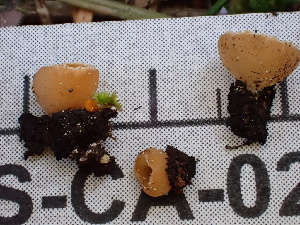  ( - FDS-CA-02342)  @11 [ ] by-nc (2024) Jaren Hockert Fungal Diversity Survey