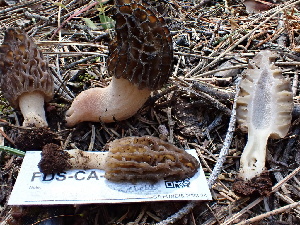 ( - FDS-CA-02343)  @11 [ ] by-nc (2024) Jaren Hockert Fungal Diversity Survey
