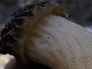  ( - FDS-CA-02343)  @11 [ ] by-nc (2024) Jaren Hockert Fungal Diversity Survey