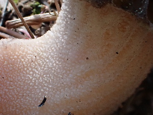  ( - FDS-CA-02343)  @11 [ ] by-nc (2024) Jaren Hockert Fungal Diversity Survey