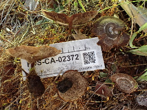  ( - FDS-CA-02372)  @11 [ ] by-nc (2024) Jaren Hockert Fungal Diversity Survey