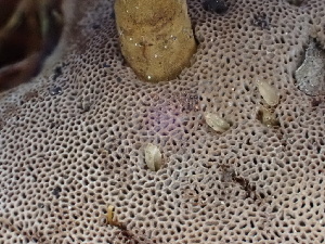  ( - FDS-CA-02372)  @11 [ ] by-nc (2024) Jaren Hockert Fungal Diversity Survey