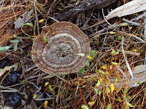  ( - FDS-CA-02372)  @11 [ ] by-nc (2024) Jaren Hockert Fungal Diversity Survey