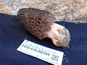 ( - FDS-CA-02344)  @11 [ ] by-nc (2024) Jaren Hockert Fungal Diversity Survey
