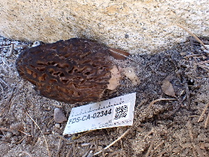  ( - FDS-CA-02344)  @11 [ ] by-nc (2024) Jaren Hockert Fungal Diversity Survey