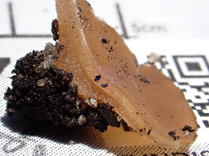  ( - FDS-CA-02370)  @11 [ ] by-nc (2024) Jaren Hockert Fungal Diversity Survey