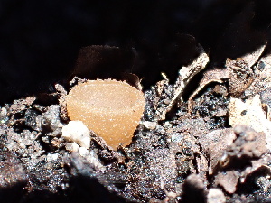  ( - FDS-CA-02370)  @11 [ ] by-nc (2024) Jaren Hockert Fungal Diversity Survey