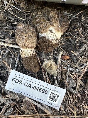  ( - FDS-CA-04590)  @11 [ ] by-nc (2024) Bat Vardeh Fungal Diversity Survey