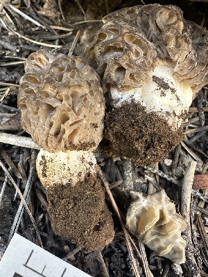  ( - FDS-CA-04590)  @11 [ ] by-nc (2024) Bat Vardeh Fungal Diversity Survey
