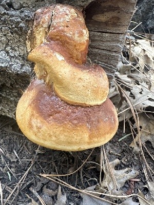  ( - FDS-CA-02098)  @11 [ ] by-nc (2024) Bat Vardeh Fungal Diversity Survey