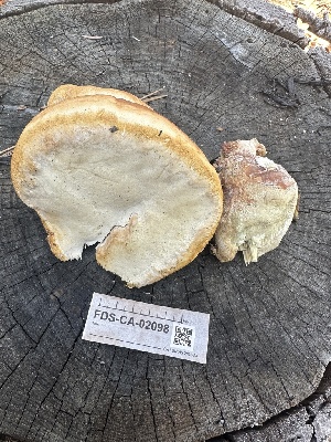  ( - FDS-CA-02098)  @11 [ ] by-nc (2024) Bat Vardeh Fungal Diversity Survey