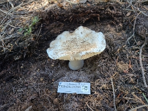  ( - FDS-CA-04246)  @11 [ ] by-nc (2024) Fresno Mycology Society Fungal Diversity Survey
