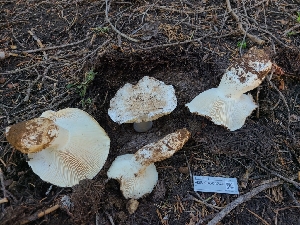  ( - FDS-CA-04246)  @11 [ ] by-nc (2024) Fresno Mycology Society Fungal Diversity Survey