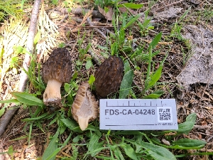  ( - FDS-CA-04248)  @11 [ ] by-nc (2024) Fresno Mycology Society Fungal Diversity Survey