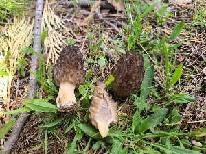 ( - FDS-CA-04248)  @11 [ ] by-nc (2024) Fresno Mycology Society Fungal Diversity Survey