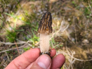  ( - FDS-CA-04248)  @11 [ ] by-nc (2024) Fresno Mycology Society Fungal Diversity Survey