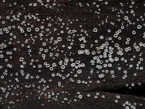  ( - FDS-CA-03357)  @11 [ ] by (2024) Justin Paulin Fungal Diversity Survey