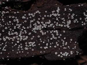  ( - FDS-CA-03357)  @11 [ ] by (2024) Justin Paulin Fungal Diversity Survey