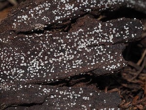  ( - FDS-CA-03357)  @11 [ ] by (2024) Justin Paulin Fungal Diversity Survey