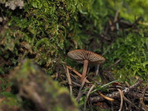  ( - FDS-CA-03358)  @11 [ ] by (2024) Justin Paulin Fungal Diversity Survey