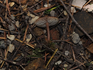  ( - FDS-CA-03358)  @11 [ ] by (2024) Justin Paulin Fungal Diversity Survey