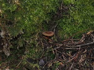  ( - FDS-CA-03358)  @11 [ ] by (2024) Justin Paulin Fungal Diversity Survey