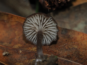  ( - FDS-CA-03360)  @11 [ ] by (2024) Justin Paulin Fungal Diversity Survey