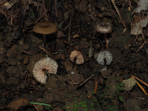  ( - FDS-CA-03360)  @11 [ ] by (2024) Justin Paulin Fungal Diversity Survey