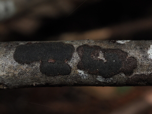  (Graphostromataceae - FDS-CA-03361)  @11 [ ] by (2024) Justin Paulin Fungal Diversity Survey