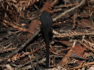  ( - FDS-CA-03364)  @11 [ ] by (2024) Justin Paulin Fungal Diversity Survey