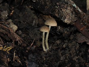  ( - FDS-CA-03365)  @11 [ ] by (2024) Justin Paulin Fungal Diversity Survey